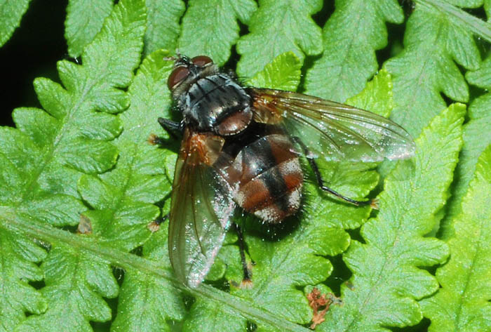 Nemoraea pellucida